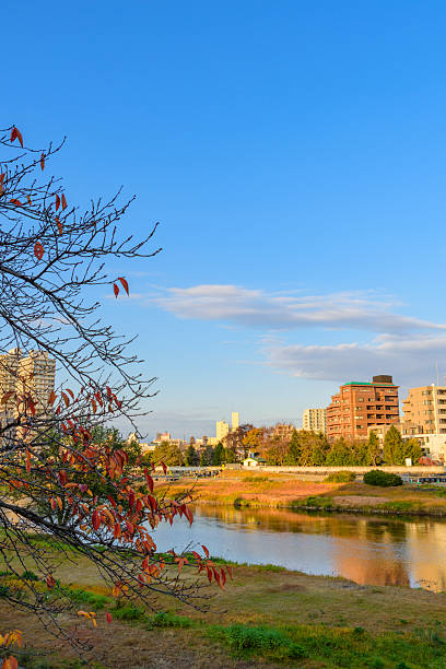 istock Hirose River and swans in late autumn 2255866643