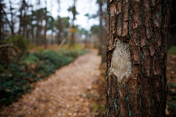 A winding path stretches through a serene forest, surrounded by tall trees and soft undergrowth. The focus is on a close-up of a rough pine tree trunk, showing its unique texture and details against a blurred background of the woods. This scene evokes the peace of a cool autumn day with muted colors, where fallen leaves lightly cover the ground. The ambient sounds of nature can be felt, enhancing the tranquil atmosphere of this secluded spot.