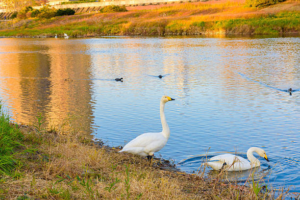 Hirose River and swans in late autumn