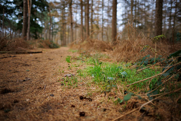 A serene forest pathway weaves through a landscape of towering trees and rich, earthy tones. The ground is covered with a blanket of dry leaves, creating a rustic charm. Patches of vibrant green grass peek through the foliage, adding a splash of color to the scene. The atmosphere is tranquil, with soft sunlight filtering through the branches, indicating early morning light. This peaceful setting invites explorers to enjoy a calm walk in nature, surrounded by the comforting sounds of the forest.