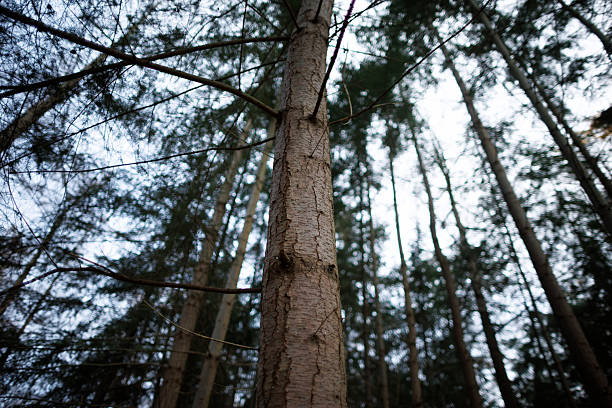 A view up into the trees direction sky