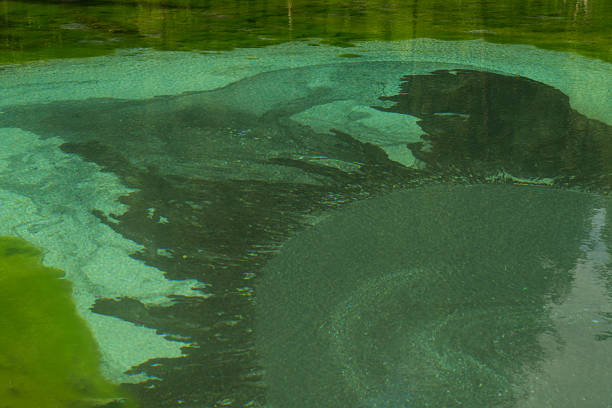 Abstract close-up of the blue-green patterns on the surface of Geyser Lake (Altai Republic, Russia), created by underwater springs moving clay and silt, with wide copy space for nature or travel designs. Calm daylight water texture works well for environmental, geology, and outdoor tourism concepts.