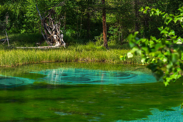 Turquoise Geyser Lake in Altai Republic surrounded by dense coniferous forest and grass, with intricate water patterns from thermal springs and prominent tree roots nearby, offering copy space for nature travel visuals. This scenic landmark suits eco-tourism, adventure, and wilderness imagery in summer daylight.