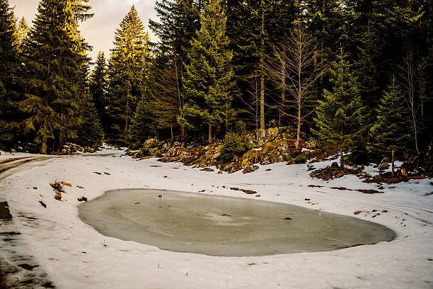 Small frozen pond surrounded by snow-covered ground and dense evergreen forest, capturing a quiet winter atmosphere in a remote mountain area.
