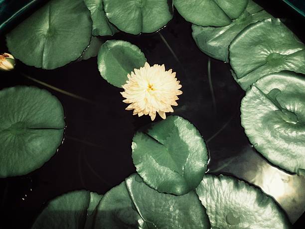 Elegant white lotus flower in bloom rising from a peaceful pond, with soft petals and vibrant green leaves creating a sense of purity and tranquility. Ideal for spiritual and wellness themes.