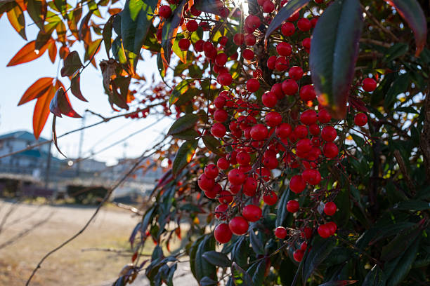 Red Nandina Berries Against a Blue Sky