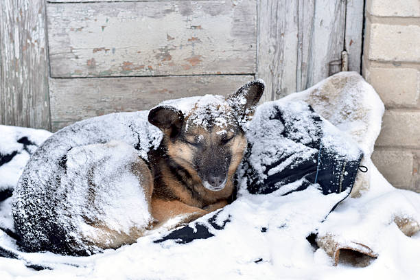 The dog, who is lying down, is covered with fallen snow.