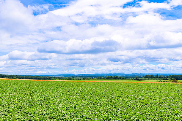 A vast farm in Tokachi, Hokkaido