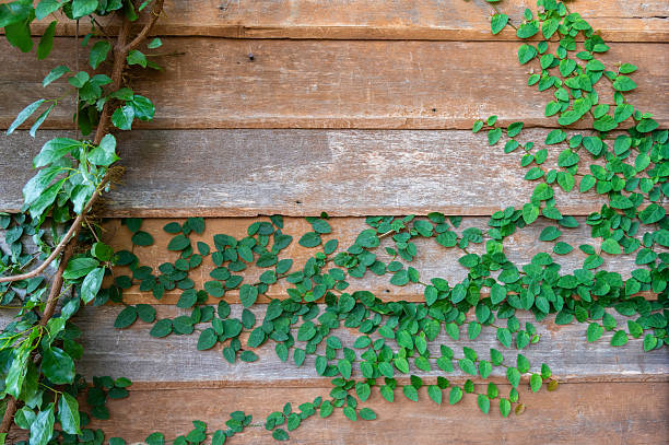 Ivy plants are lush, long-vining plants that will look stunning in your home.
