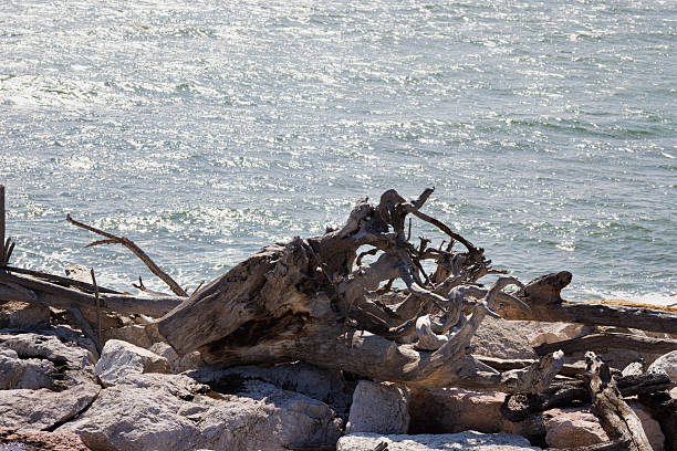 Driftwood Beach at sunset, Jekyll Island, Geogria