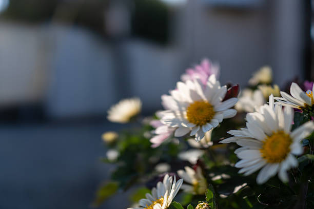 Pink and White Daisy Flowers in Spring Sunlight, Close Up