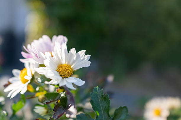 White beautiful garden cosmos flowers