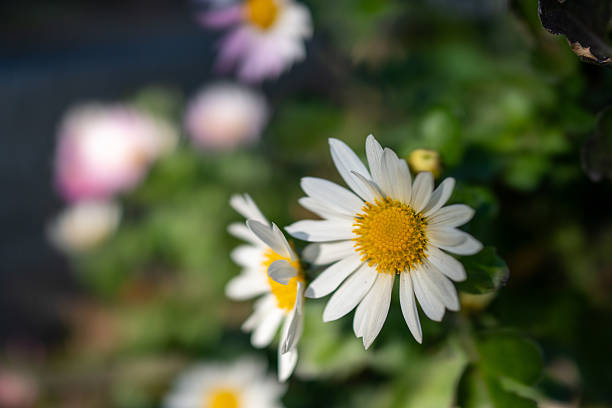 Pink and White Daisy Flowers in Spring Sunlight, Close Up