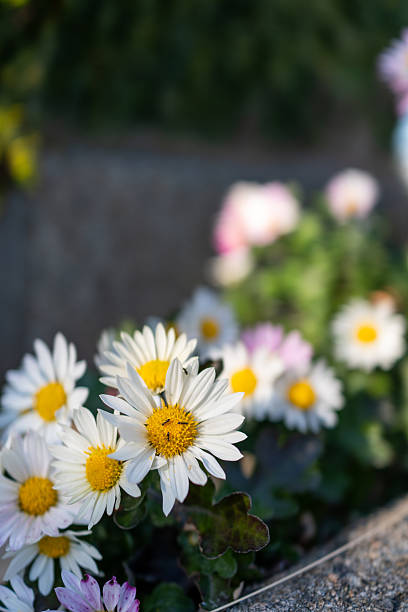 A serene snapshot of a chamomile field, filled with delicate white blossoms, radiating tranquility