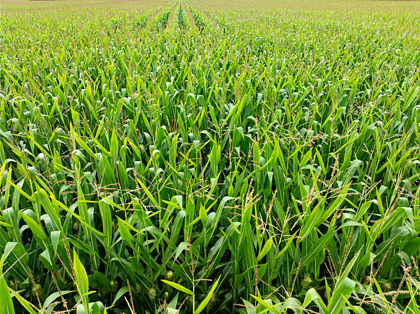 Corn field aerial view over green rows in summer, agricultural crop pattern