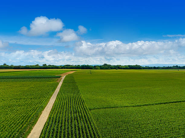 Europe corn field aerial with horizon and blue sky, green rows and rural farmland in summer