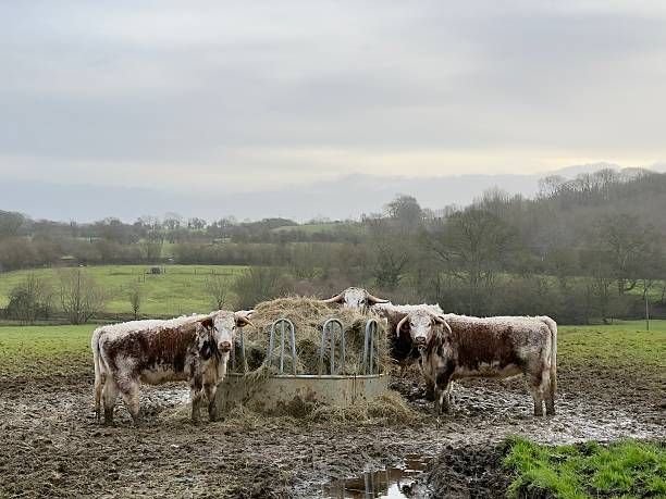 istock British Longhorn Cattle, Northamptonshire, England 2255885815