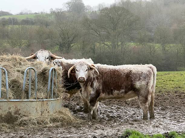 istock British Longhorn Cattle, Northamptonshire, England 2255885839