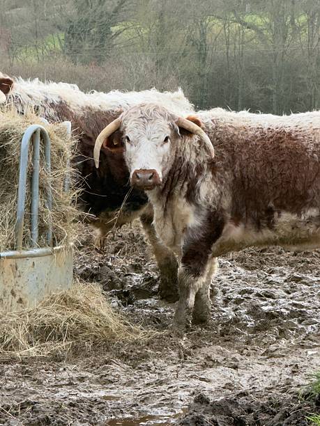 istock British Longhorn Cattle, Northamptonshire, England 2255885840