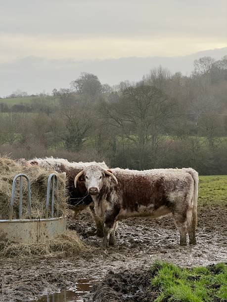 istock British Longhorn Cattle, Northamptonshire, England 2255885854