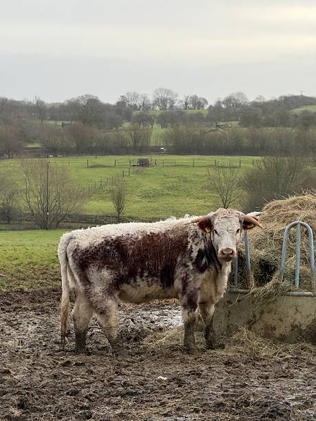 istock British Longhorn Cattle, Northamptonshire, England 2255885857