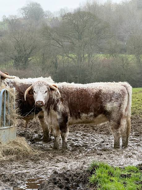 istock British Longhorn Cattle, Northamptonshire, England 2255885863