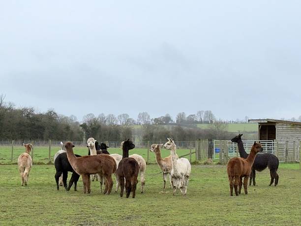 istock Huacaya Alpaca Herd, Northamptonshire, England 2255885898