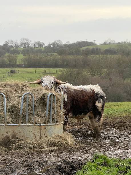 istock British Longhorn Cattle, Northamptonshire, England 2255885918