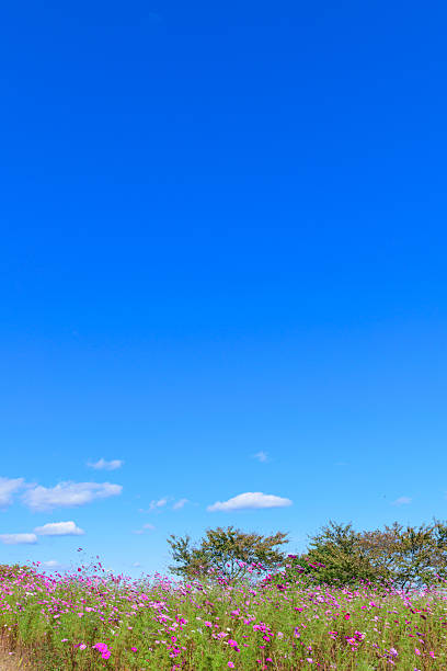 Refreshing autumn flower fields in Miyagi
