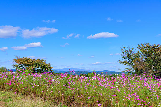 Refreshing autumn flower fields in Miyagi