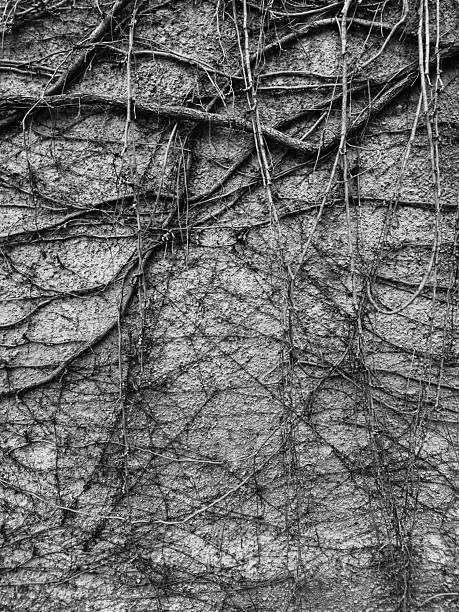The image shows a striking view of a bare, leafless tree with long, thin branches crawling and spreading across a wall. The branches intersect and cross each other, creating an intricate, web-like pattern against the textured wall surface. The wall appears weathered, with muted tones such as gray or beige, providing a contrasting backdrop to the dark, woody branches. The overall composition emphasizes natural forms blending with architectural elements, evoking a sense of raw beauty and seasonal stillness, likely in winter or late autumn.