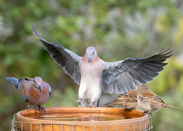 A laughing dove with outstretched wings drops down to land on a bird bath.