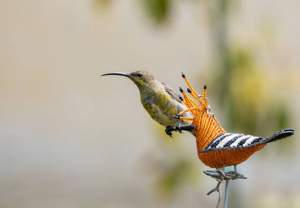 A real, live sunbird perches on the beak of a fake bird made from wire and glass beads.