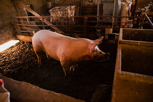 poor farming pig in asia