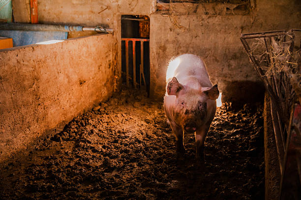 Pig standing inside a traditional farm barn with feeding troughs and rustic surroundings. Scene representing livestock farming, meat production and rural agricultural life.