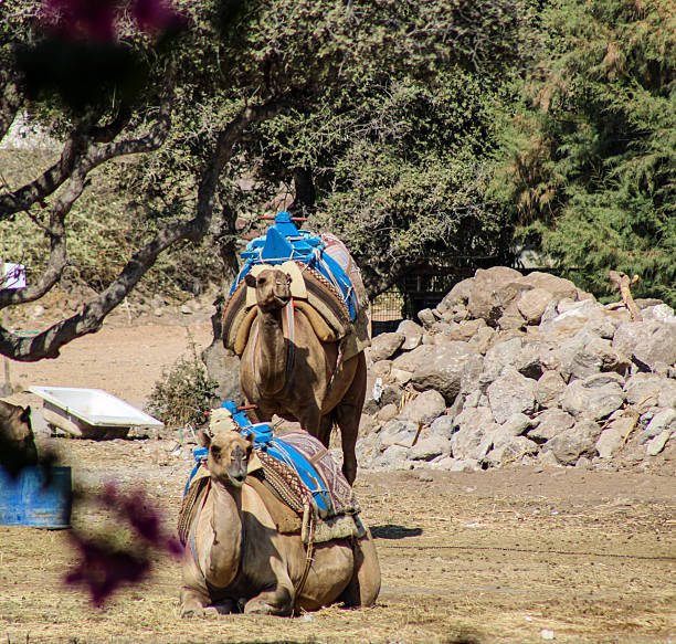 A natural outdoor scene featuring two camels equipped with saddles and blue harnesses. One camel is sitting on the ground while the other stands behind it. The setting includes rocky terrain, scattered stones, and trees providing partial shade. The background shows dense greenery and a rustic environment, suggesting a rural or desert-like location used for camel rides or transport