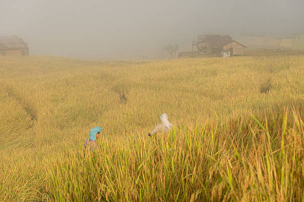 Two Asian rural women walking through golden rice fields, representing traditional lifestyle, cultural travel, and harmony with nature