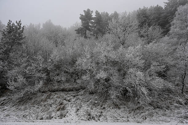 The image captures a dense forest scene in winter, where trees of varying heights are coated in frost and snow. A soft mist envelops the landscape, diffusing light and creating a tranquil, monochromatic atmosphere. The composition evokes stillness, isolation, and the quiet transformation of nature under cold conditions.