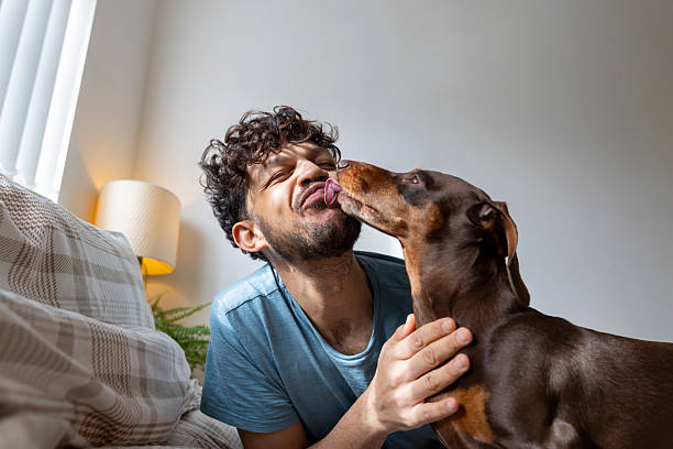 A close-up of a mid-adult man and his pet dog laying in bed. The dog who is a dachshund, is licking his face and begging him to get up and feed him. He is in his home in the North East of England. The man is having a lazy day and relaxing in his home.
