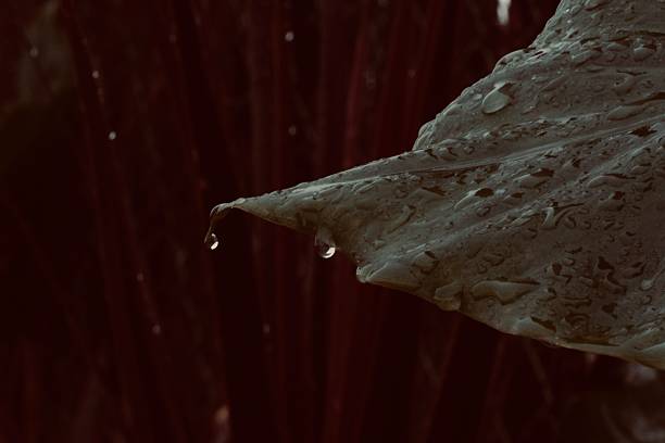 Horizontal macro photograph of a green leaf covered with fresh water drops, set against a dark red blurred background. The wide composition provides ample copy space, making it ideal for banners, website headers, advertising, and concepts related to nature, freshness, sustainability, growth, and environmental themes.