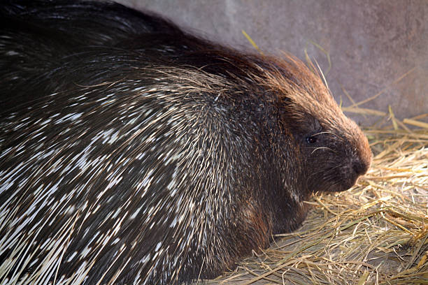 3D rendering of a crested porcupine or Hystrix cristata isolated on white background