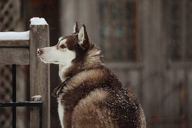 A husky on a deck, in the snow. He is three years old. Shot with a Canon 5D Mark IV.