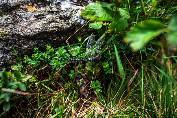 Blue dragonfly resting on alpine vegetation near a rocky surface, captured in the natural landscape of the Lagorai mountains in northern Italy