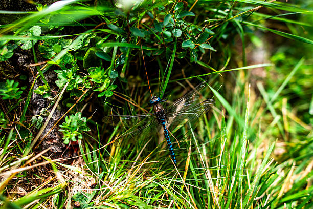 Blue dragonfly resting on alpine grass and small plants in natural light, photographed in the Lagorai mountains of northern Italy.