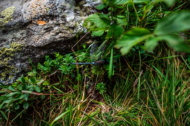 Blue dragonfly resting among alpine grass and rocks, captured in the natural landscape of the Lagorai mountains in northern Italy.