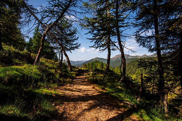 Pyrenees mountains in Andorra, forest,Bright sunrise and hiking trail.