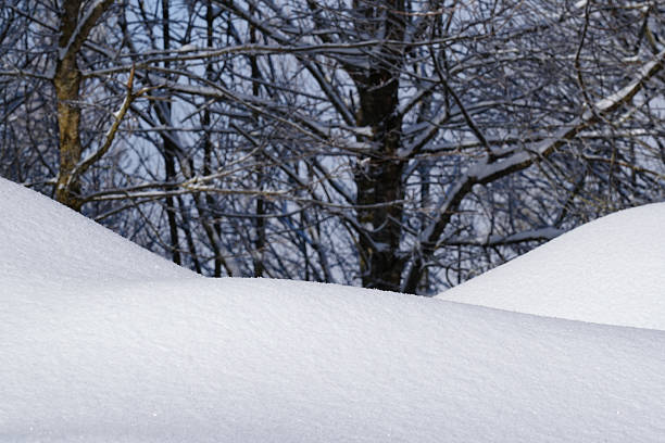 Fresh snow in the New England woods. In black and white.