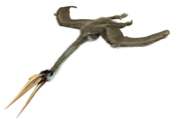 3D rendering of a dinosaur quetzalcoatlus isolated on white background