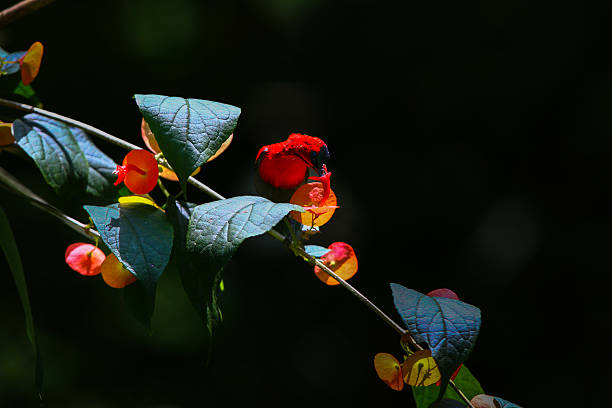Crimson Sunbird perched on a slender branch in a tropical forest. The bird's vivid red plumage contrasts beautifully with fresh leaves and dark blurred background. This dynamic wildlife photograph captures the beauty of nature.