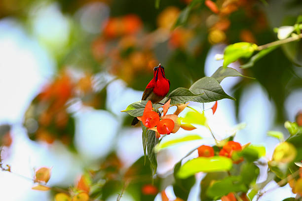 Crimson Sunbird perched on a slender branch surrounded by soft green leaves in a tropical forest. The bird's vivid red plumage contrasts beautifully with fresh green leaves and soft. sunlit bokeh in the background. This dynamic wildlife photograph captures the beauty of nature.